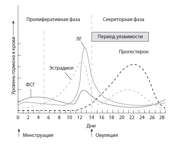 Относительные изменения уровня эстрадиола и прогестерона во время пролиферативной и секреторной фаз менструального цикла