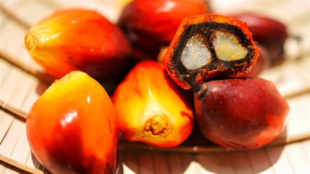 Пальмовые орехи от ядер которого производится пальмовое масло
