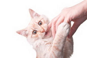 Инфекции от укусов кошки
