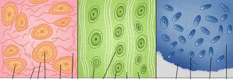 Типы хрящевой ткани в организме человека