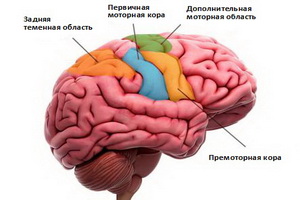 Двигательная область коры головного мозга