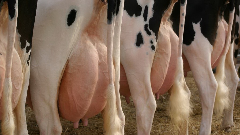 Эпидемия мастита у коров