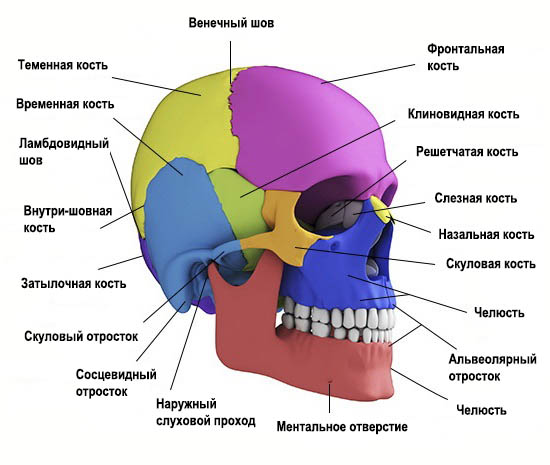 Боковой вид черепа (расположение клиновидной кости)