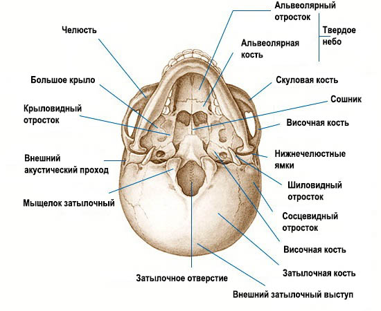 Нижний вид черепа (расположение клиновидной кости)