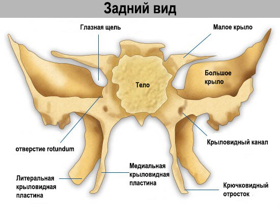 Вид из задней части черепа (расположение клиновидной кости)