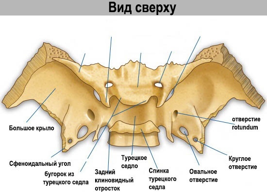 Вид с верхней части черепа (расположение клиновидной кости)