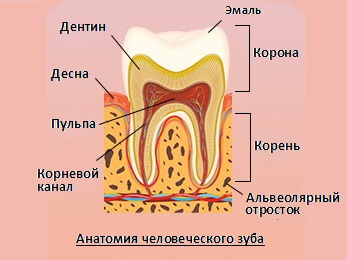 Анатомия человеческого зуба