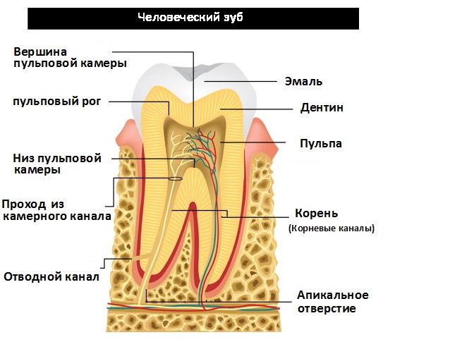 Структура и анатомия человеческого зуба