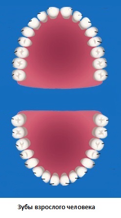 Зубы взрослого человека