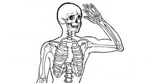 Список всех плоских костей в человеческом теле